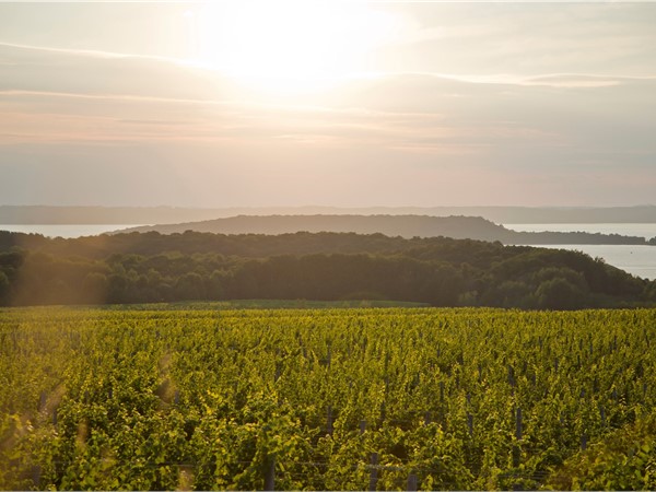 A view of the vineyards at Chateau Grand Traverse 