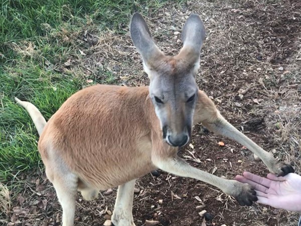 Have you seen a cuter kangaroo? 