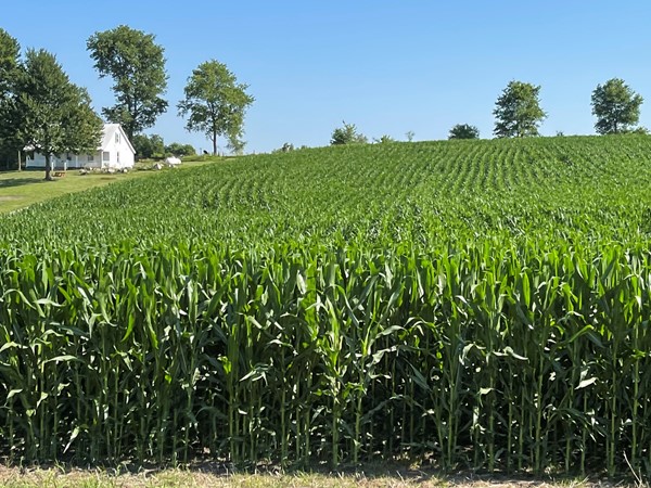 Cox Farms 2022 corn crop