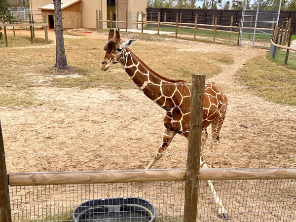 Giraffe grabbing a drink of water