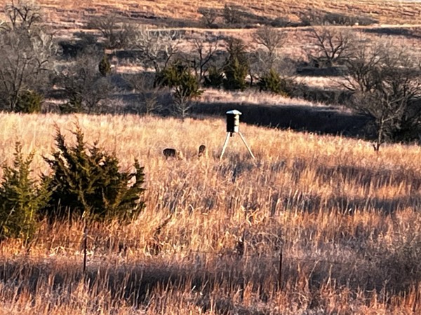 Western Oklahoma deer hunting at its finest. 