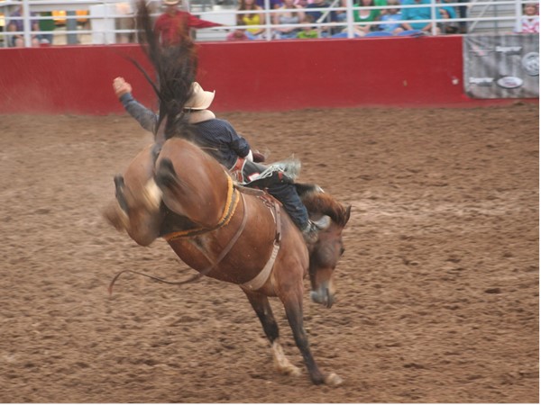 Cowboy up! Bronc riding at its best