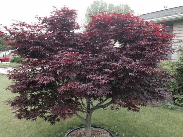 My Red Maple is popping with color this spring