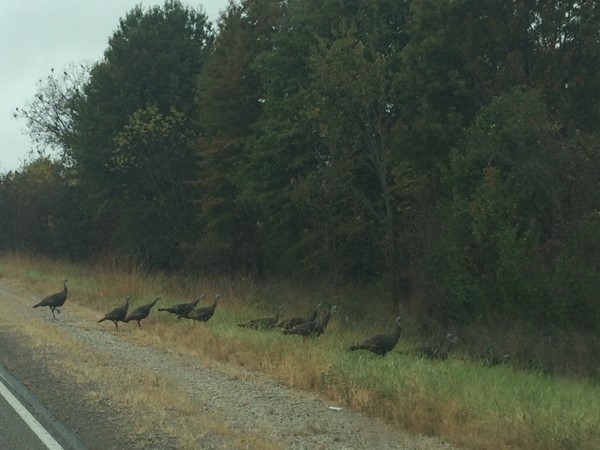 These are some brave turkeys to cross in front of me the week before Thanksgiving!