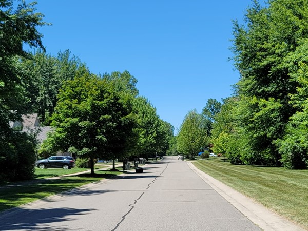 Mature trees line the streets of Echo Forest