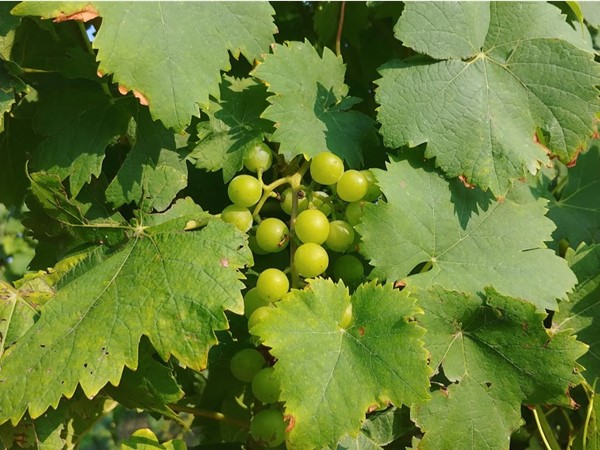 Lovely vines of Leelanau County! Visit Shady Lane Cellars for a beautiful evening