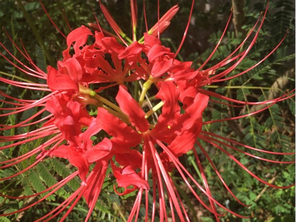 Beautiful Spider Lilies are invading Greenwood!  A sure sign of fall 