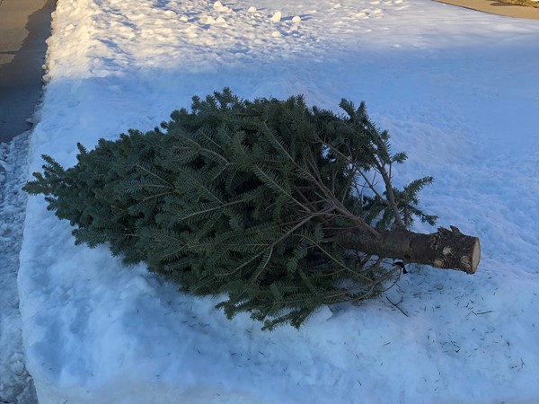 Christmas tree is ready for disposal