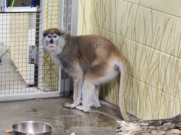 Monkey at the Topeka Zoo