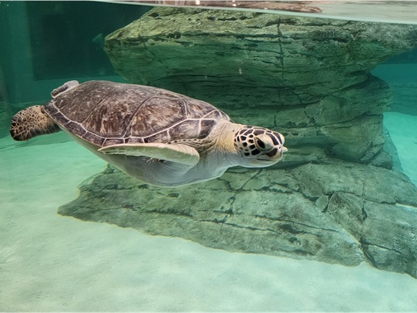 Sea turtle at the Kansas City Zoo's Aquarium