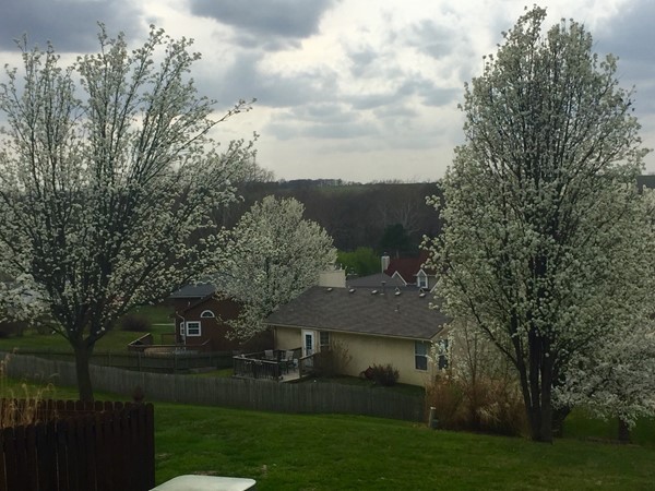 Picture perfect views in Clay Ridge. The dogwoods are spectacular in full bloom