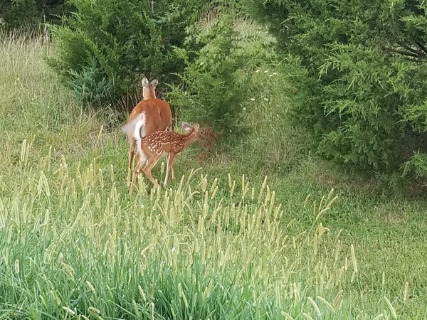 A picture of a momma dear and her baby, near Longview Farms