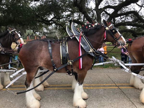 Budweiser Clydesdale eight-horse hitch team