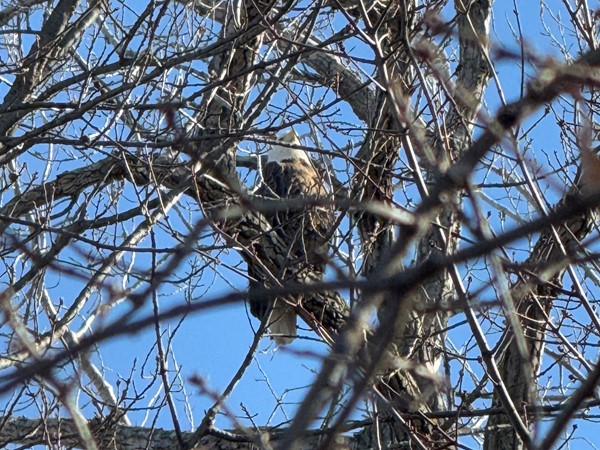The eagles visit us year round in Weatherby Lake, but especially this time of year!