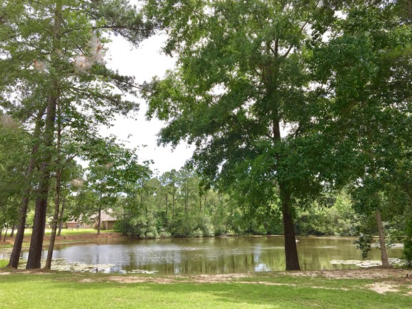 Ponds surrounded by mature trees and green grass create a beautiful environment