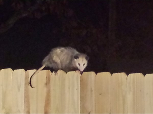 My lab jumped about 10 feet into the air when she saw this opossum on the fence! Scared me too