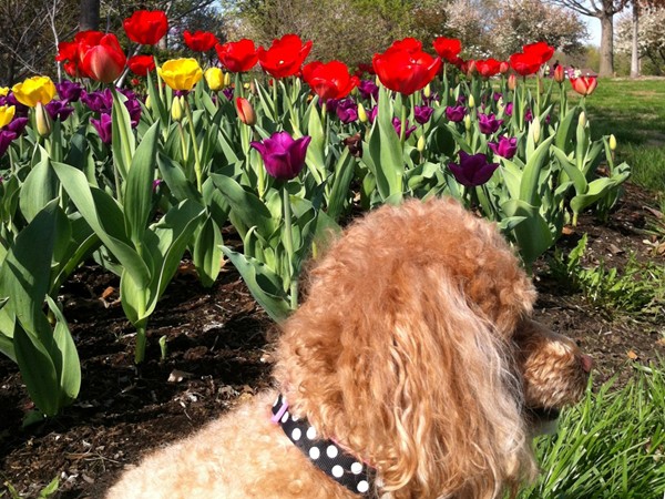 Ms. Emmy enjoying tulip time