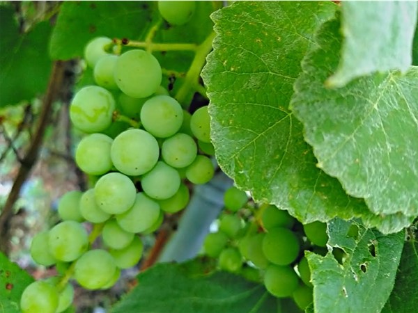 Clio Country, great climate for grapes