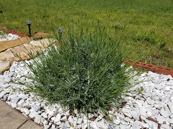 Want to grow something in Arkansas that thrives?! Try lavender! Lavender loves Arkansas weather!