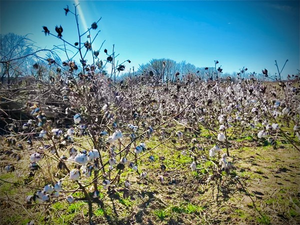 The cotton fields of Weleetka 