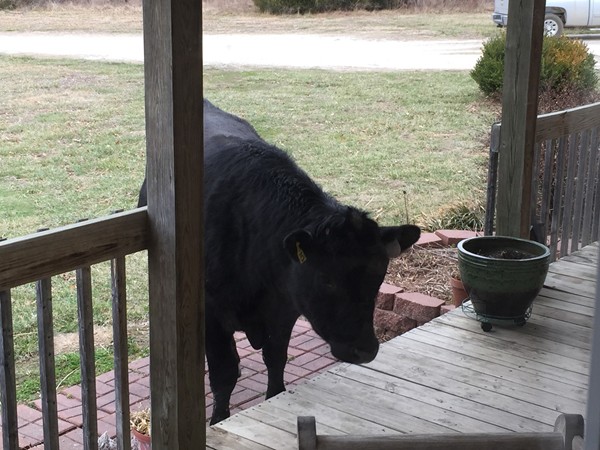 If you live in the country, this might be your visitor someday