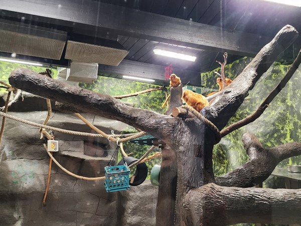 Monkey at the Topeka Zoo