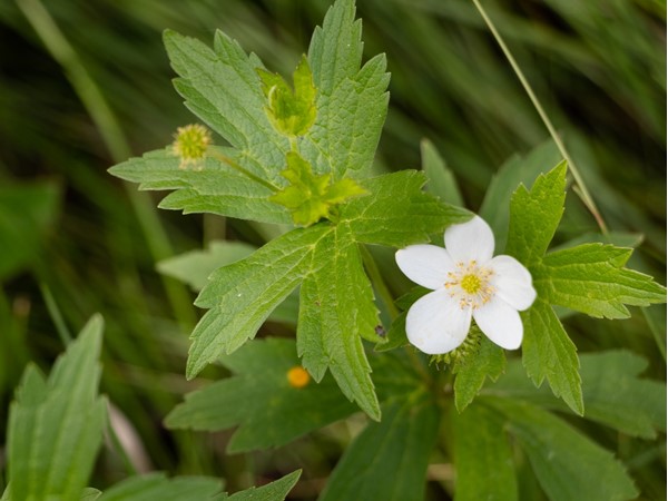 Round-leaf Thimbleweed lives at the edge of the forest
