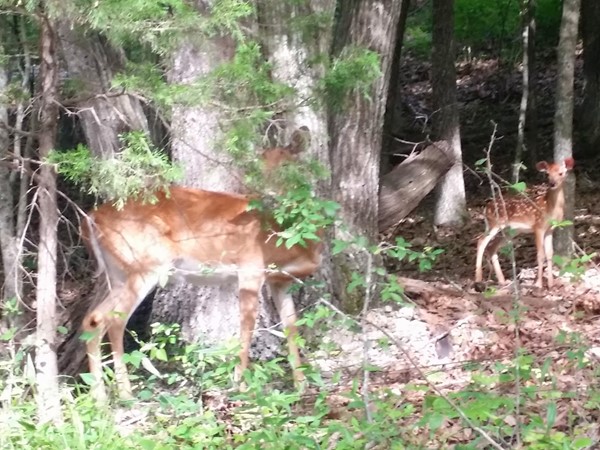 This whitetail deer family is often seen near the Mark Twain National Forest north of Forsyth