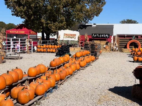 Pumpkin Season at Faulkner's Ranch Is the best
