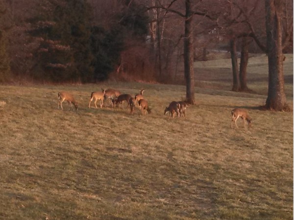 Deer in the backyard in Savannah subdivision