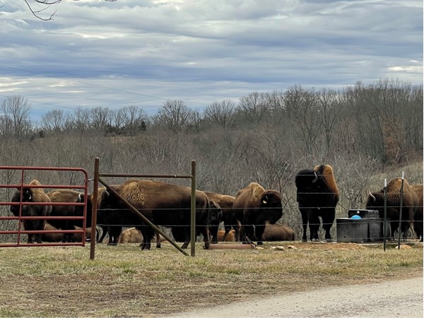 Buffalo in the Ozarks! Becoming more and more popular to raise 