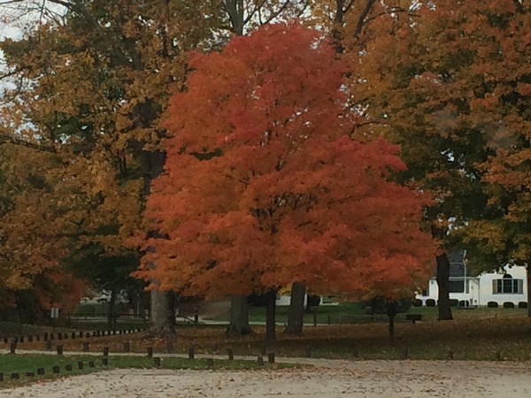 Beautiful fall colors in Dutton