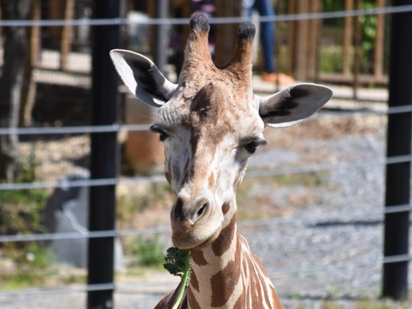 Check out the Hattiesburg Zoo near Downtown for a family friendly day 