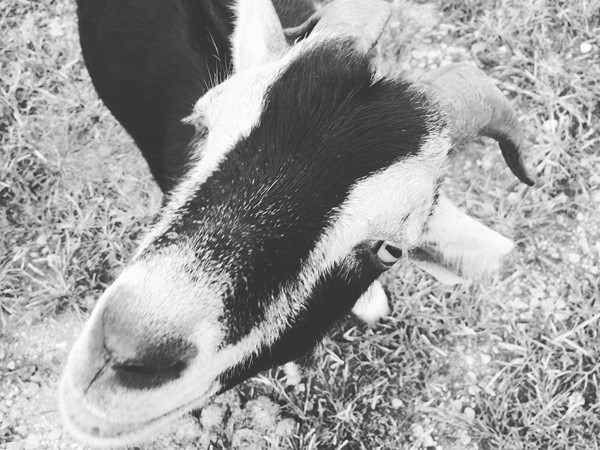Friendly goat living on a gorgeous farm in Grain Valley