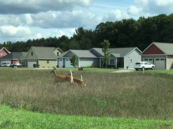 Neighborhood living while getting to enjoy all that nature has to offer