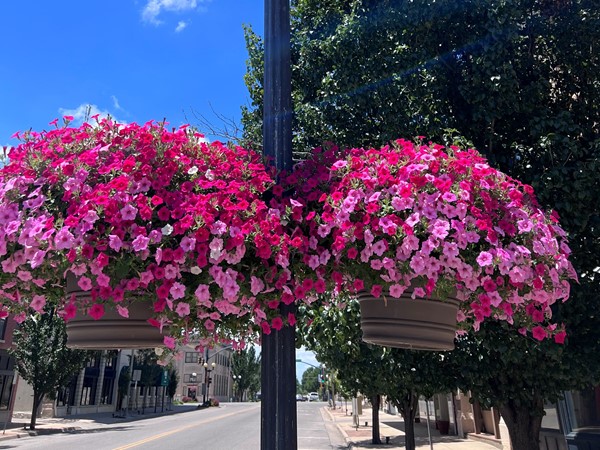 From spring to fall, Downtown Winfield is known for its gorgeous petunias on classic lampposts 