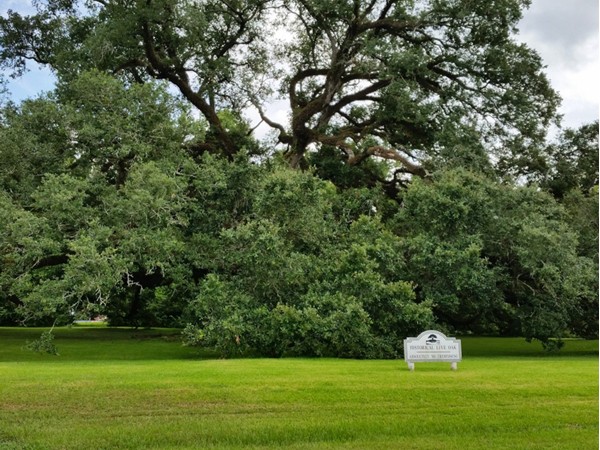 Historic live oak at the entrance of Jefferson Crossing. Great location in Prairieville