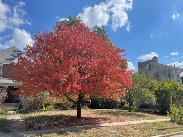 Love this orangish red maple in downtown Liberty right off the square. Take a drive today