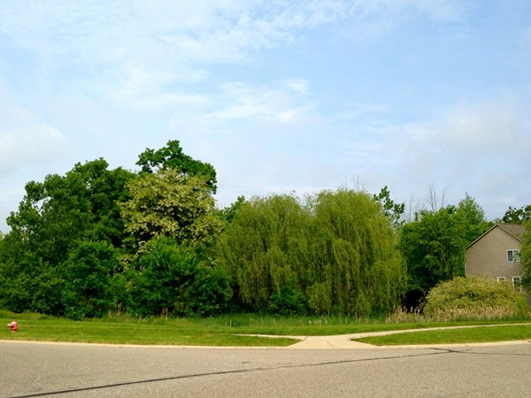One of several wooded wetlands creating a buffer between homes