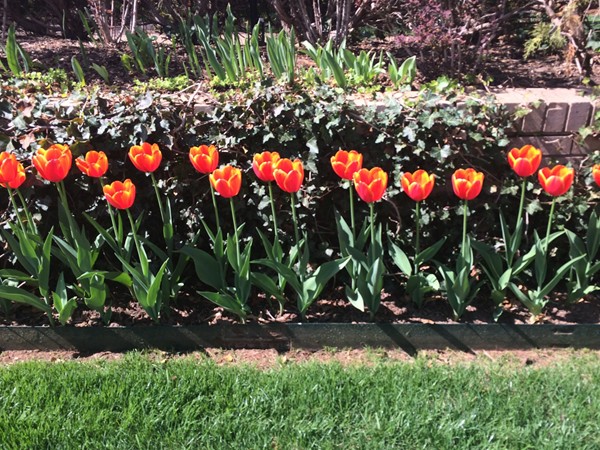 Spring tulips in Oklahoma City