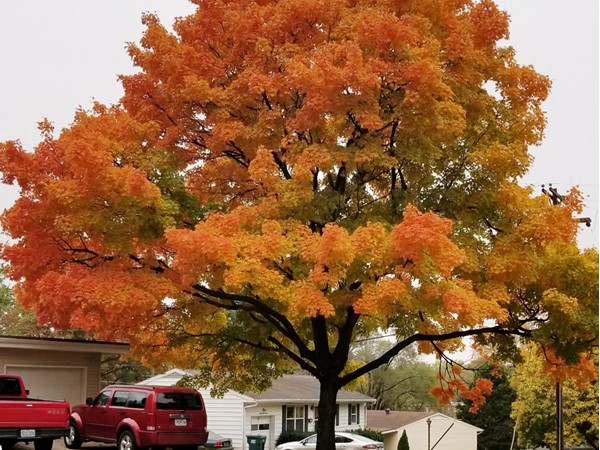 Gladstone trees are on fire this time of year! So beautiful