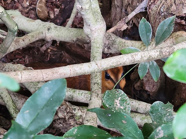 Animal in the Tropical Rainforest Dome at the Topeka Zoo