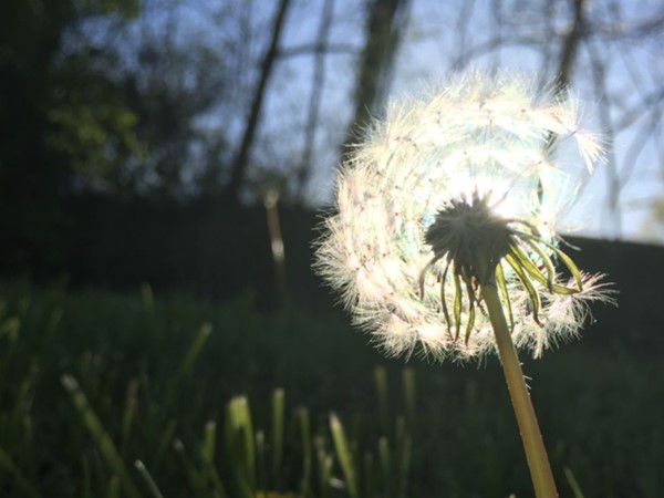 Whether they're weeds or wishes, dandelions are common on mid Missouri lawns during the summer!