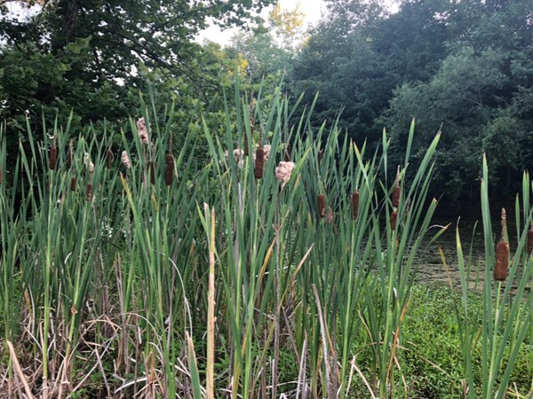 Plants called Cattails are found along the edge of ponds