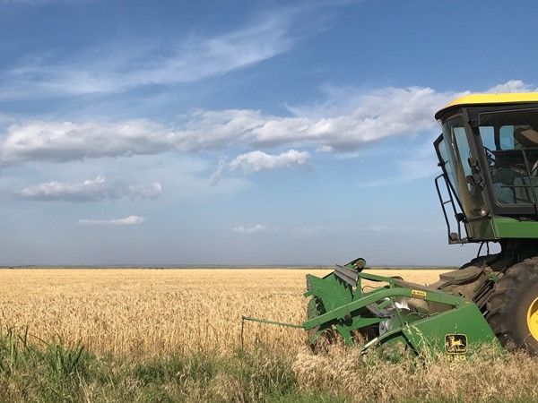 Wheat harvest near Clinton. Hello June