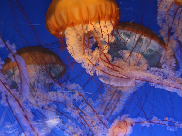 The "squishy" jelly fish in the aquarium at Henry Doorly Zoo....