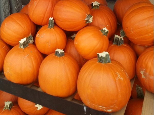 Fall pumpkins are arriving in Flint 
