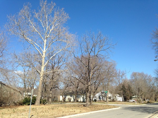 Towering trees over University Terrace subdivision in Lawrence, KS