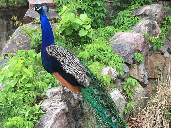 Picturesque peacock posing at Potter Park Zoo