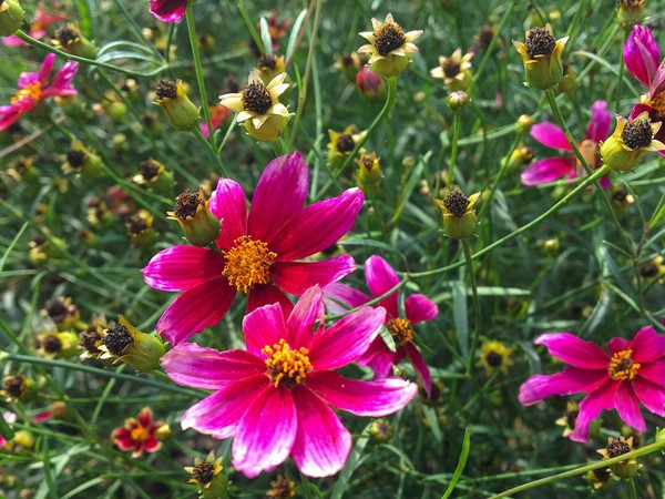 Beautiful late-summer flowers are very helpful to local pollinators 